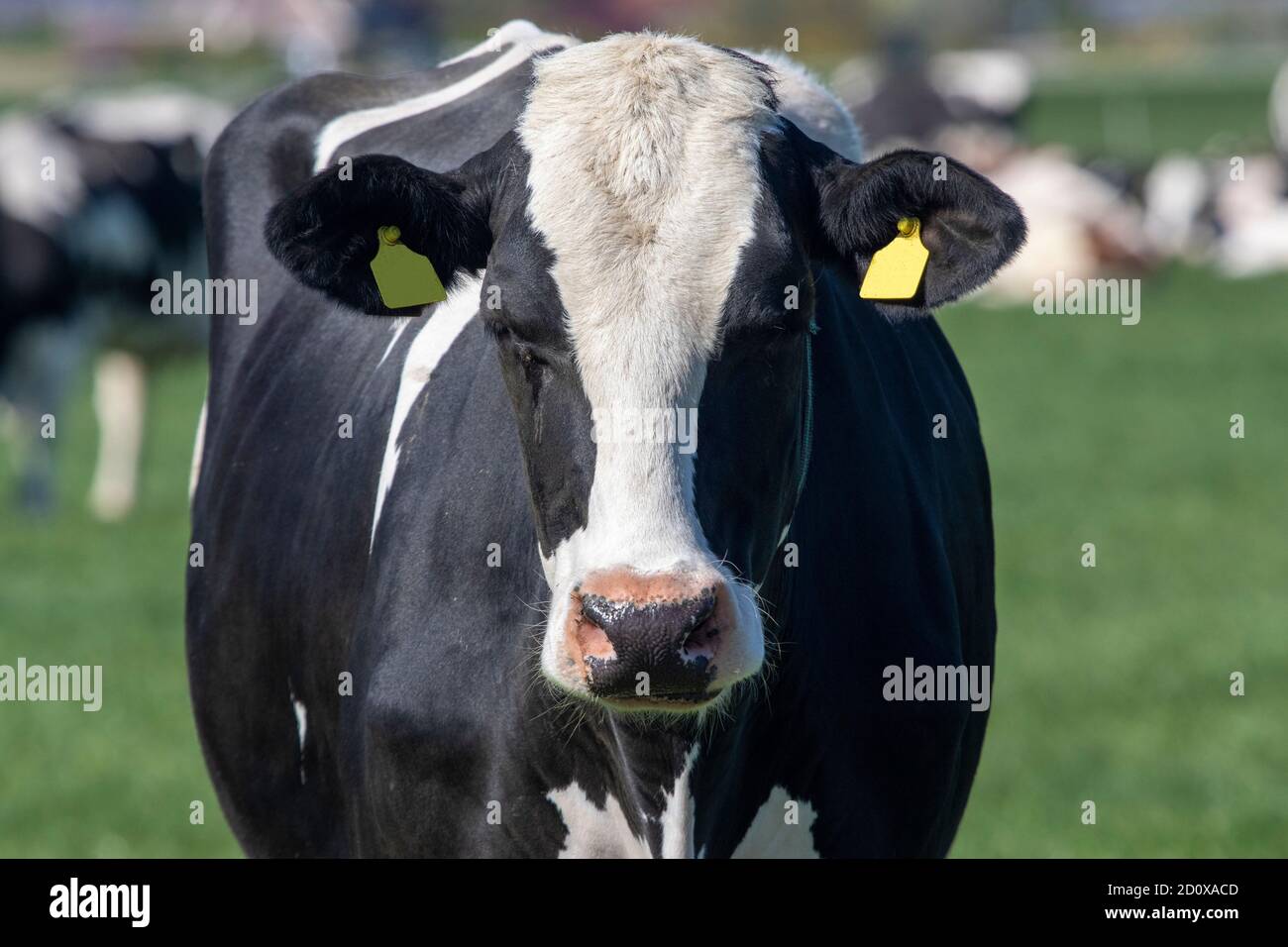 Portrait of a Dutch black and white Holstein cow in the pasture Stock ...