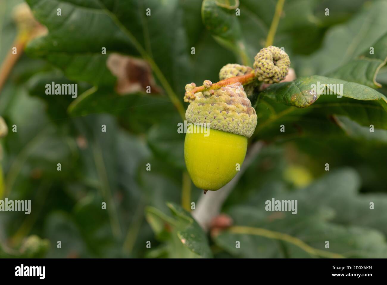 Jersey autumn channel islands hi-res stock photography and images - Alamy