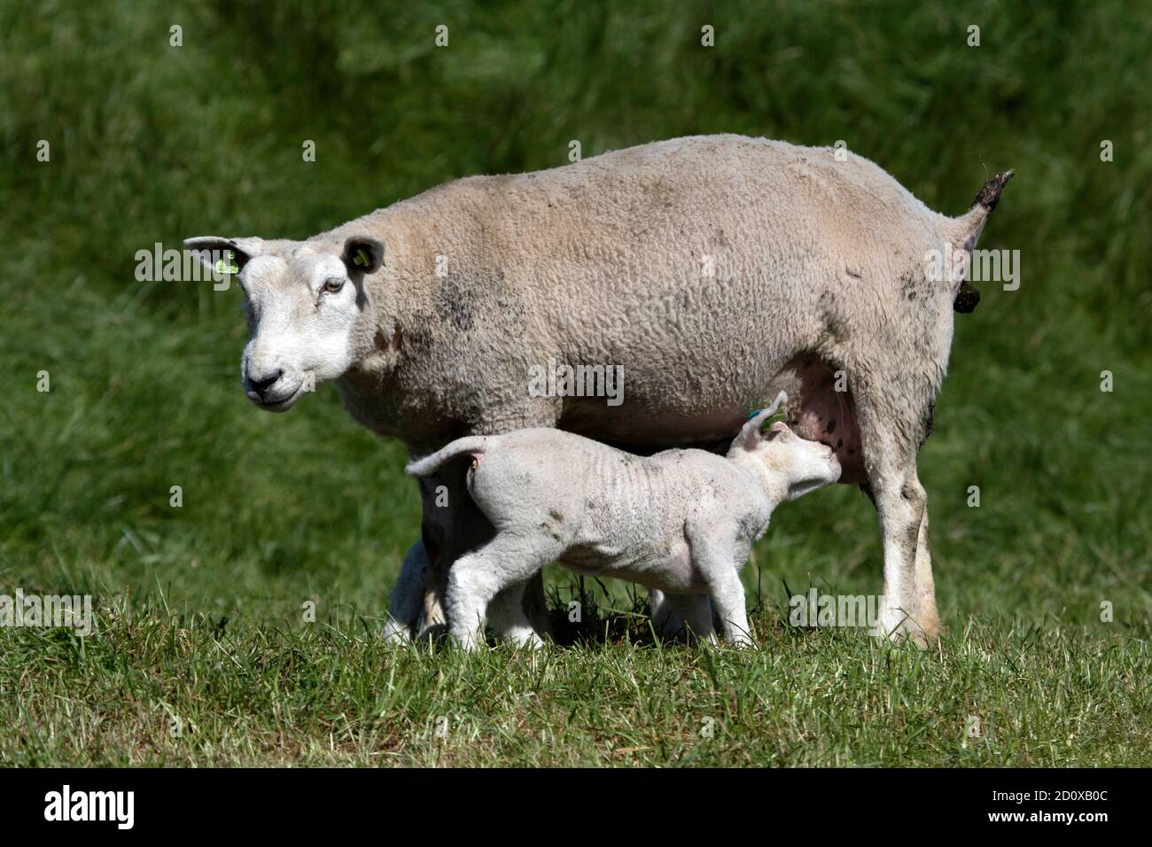 Single young white lamb drinking milk by his mother Stock Photo Alamy