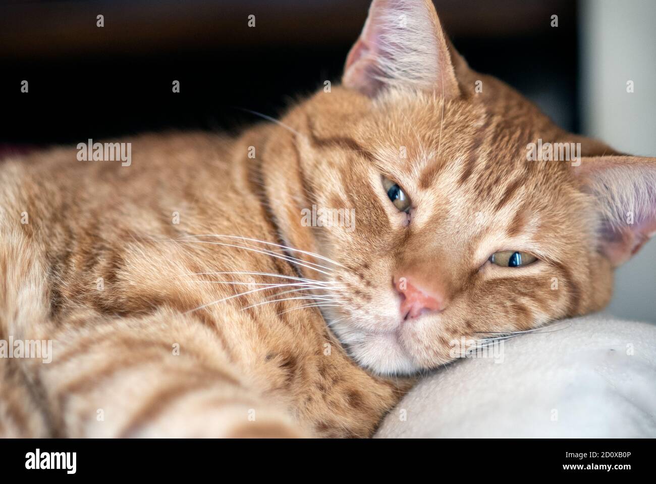 Orange and striped tabby cat has sleepy eyes while resting tired head on comfortable pillow. Stock Photo
