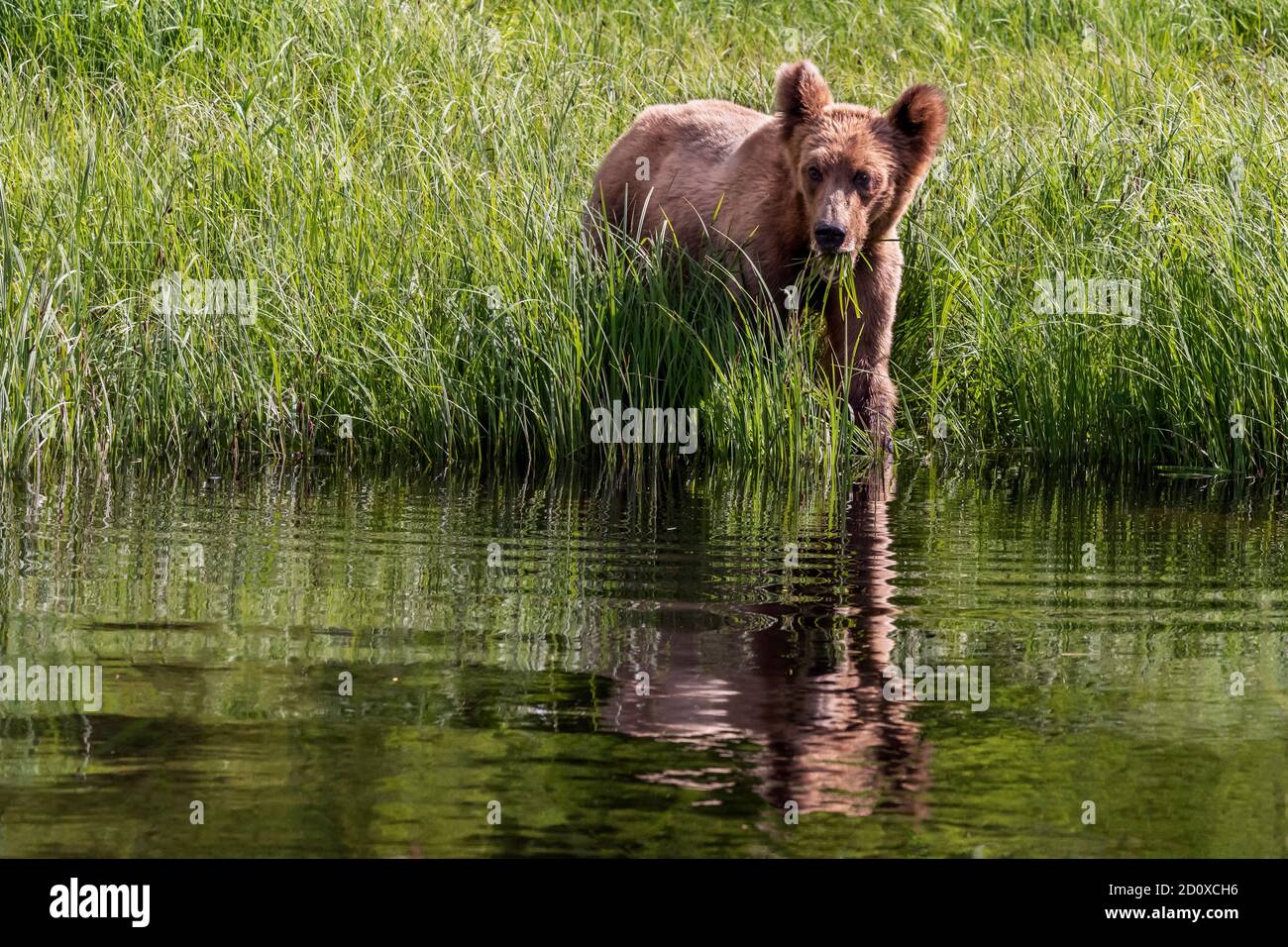 Reflected grizzly cub eating sedge grass at the water's edge, Khutzeymateen, BC Stock Photo
