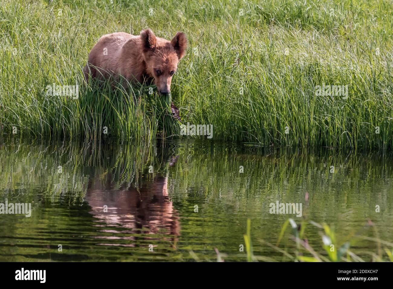 Reflected grizzly cub by the water clawing grass into its mouth, Khutzeymateen, BC Stock Photo
