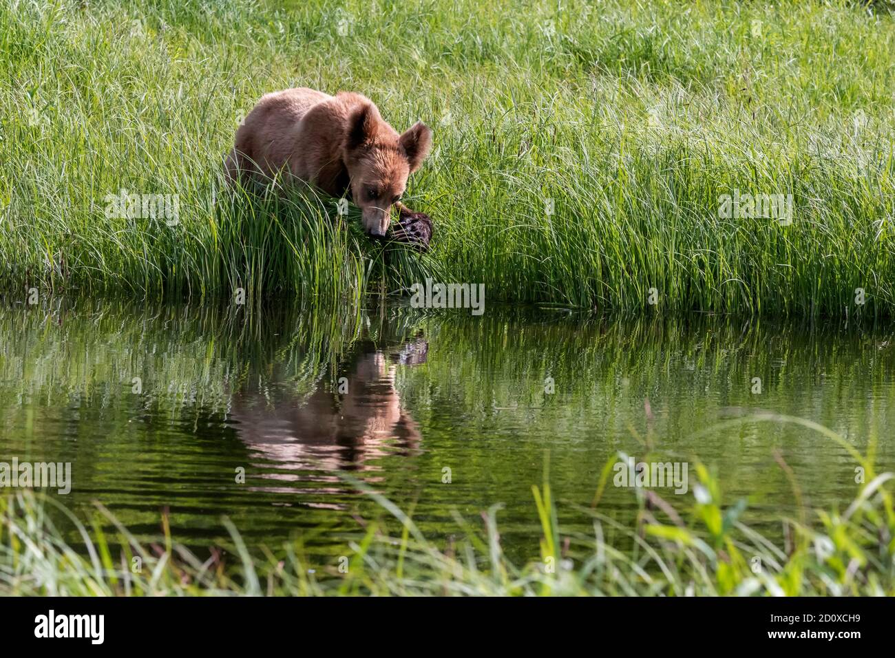 Grizzly cub by the water clawing grass into its mouth, with reflections, Khutzeymateen, BC Stock Photo