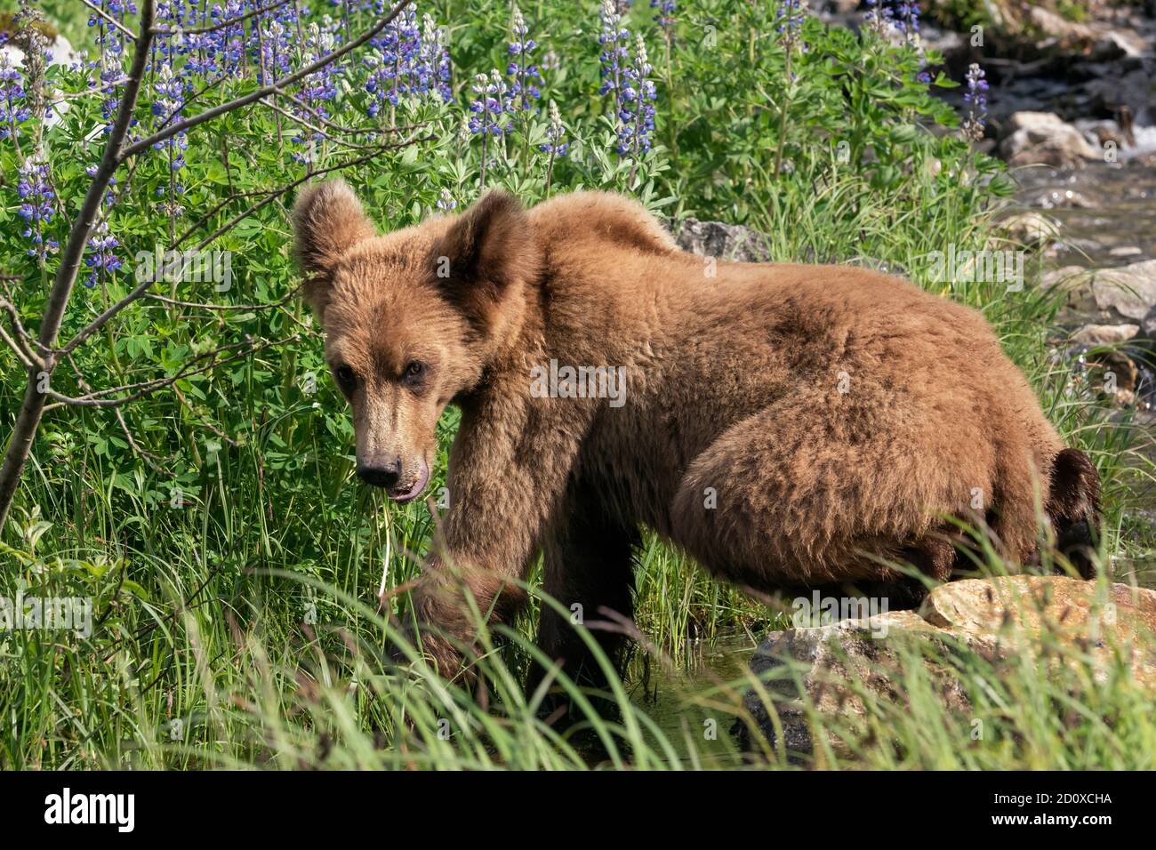 Young grizzly bear foraging by a stream, Khutzeymateen, BC Stock Photo