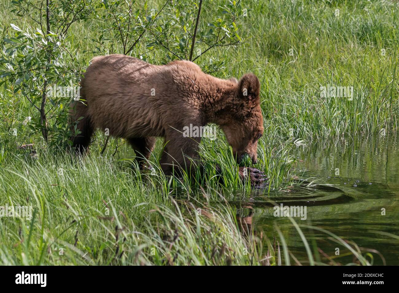 Grizzly cub grabbing grass from the water with its long claws, Khutzeymateen, BC Stock Photo