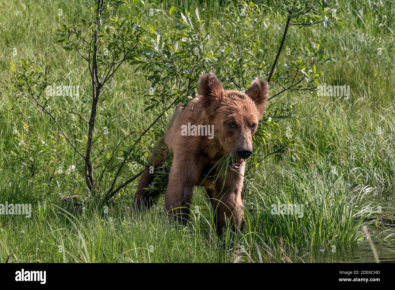 Grizzly cub eating sedge grass by the water's edge, Khutzeymateen, BC Stock Photo