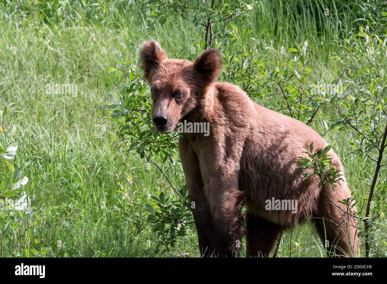 Grizzly cub in the spring vegetation, Khutzeymateen, BC Stock Photo