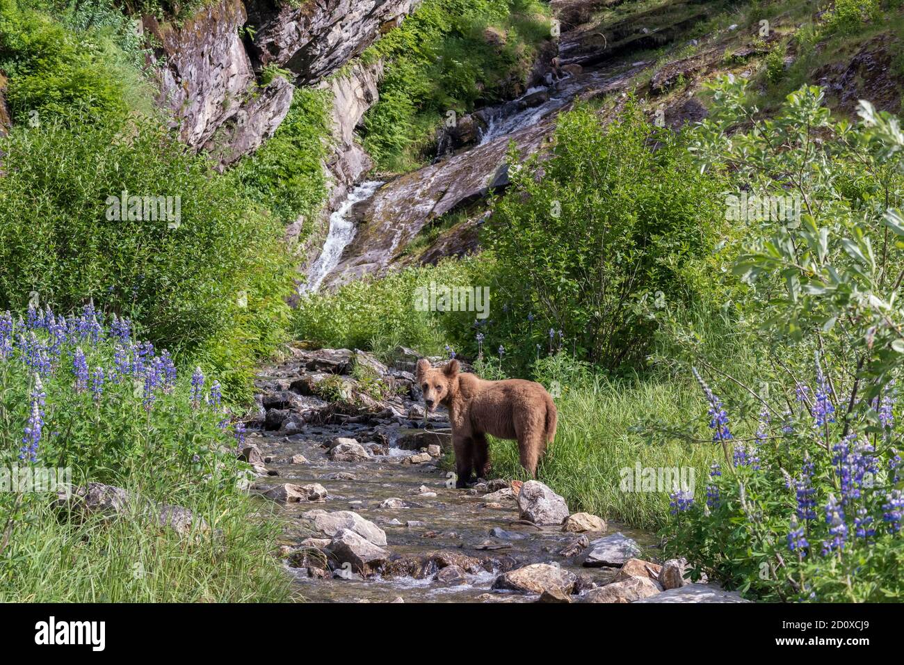 Young grizzly bear feeding by a waterfall and stream with lupines, Khutzeymateen, BC Stock Photo