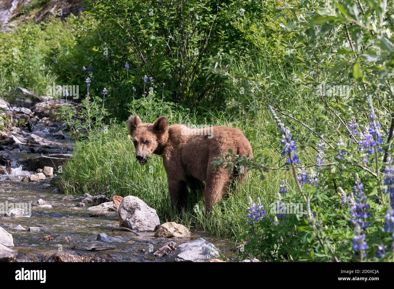 Young grizzly bear feeding by a stream, Khutzeymateen, BC Stock Photo