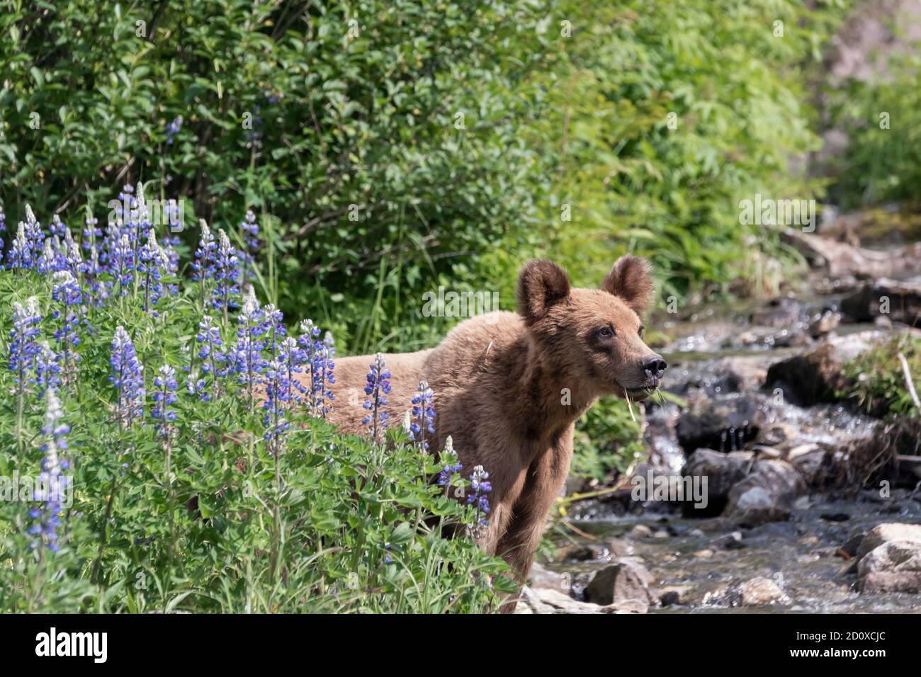 Alert grizzly bear cub eating grass in lupine blossoms, Khutzeymateen, BC Stock Photo