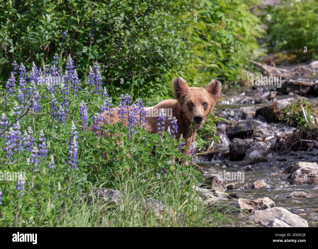 Grizzly bear cub in the wild lupine blossoms, Khutzeymateen, BC Stock Photo