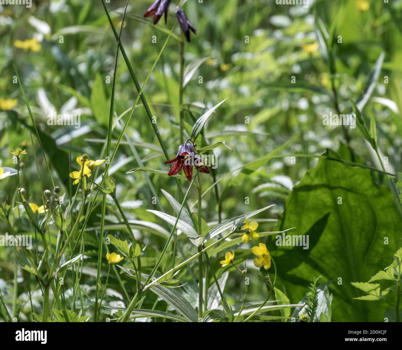 Chocolate lilies (Fritillaria camschatcensis) and buttercups, sedge grass meadow, Khutzeymateen, BC Stock Photo