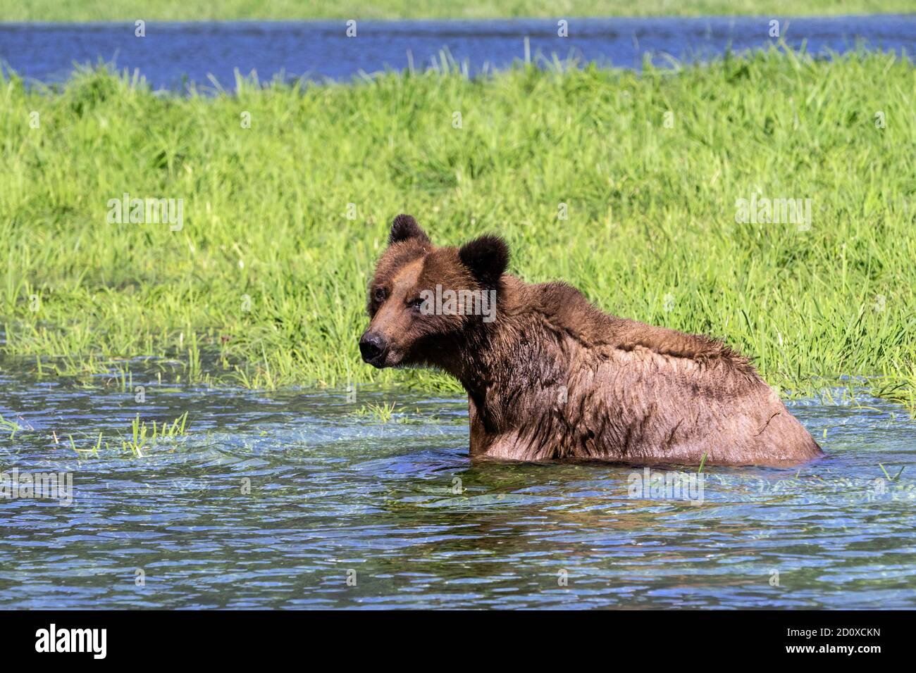 Young grizzly bear in the water by a patch of sedge grass, Khutzeymateen, BC Stock Photo