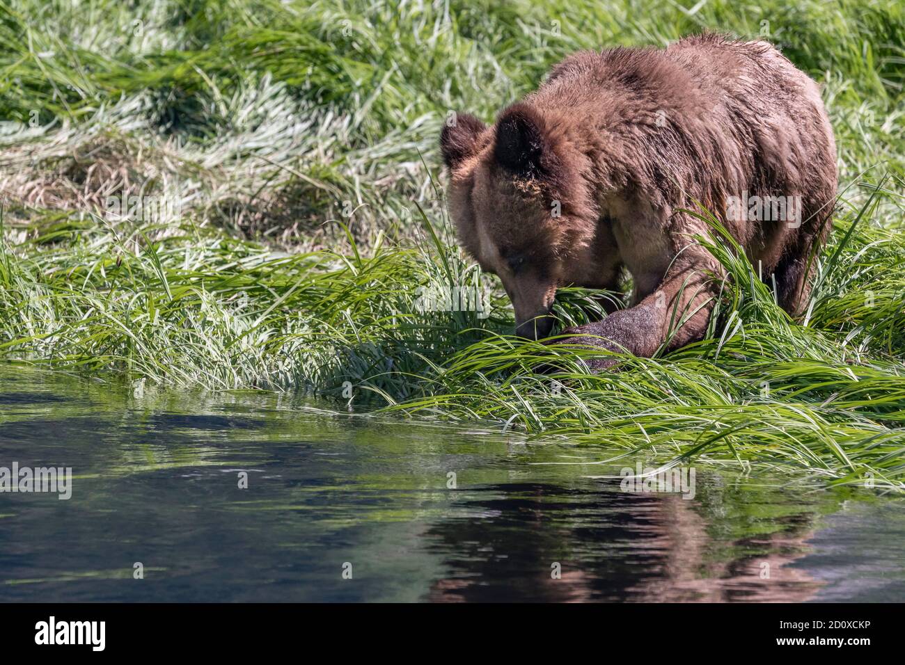 Young grizzly bear shoving sedge grass into its mouth by the water, Khutzeymateen, BC Stock Photo