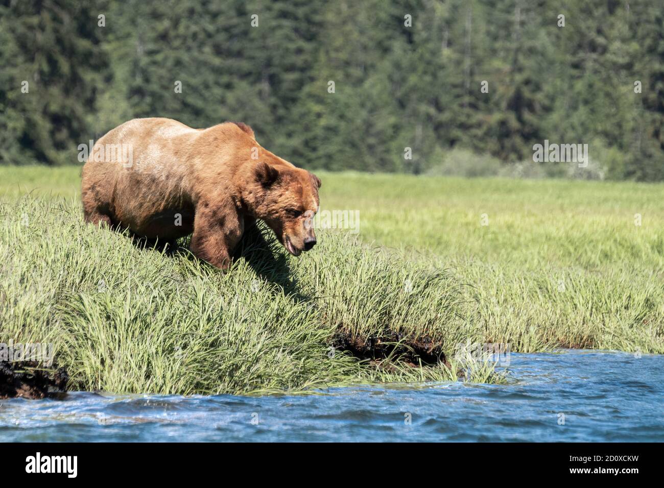 Scarred up old grizzly bear in the sedge grass, Khutzeymateen, BC Stock Photo