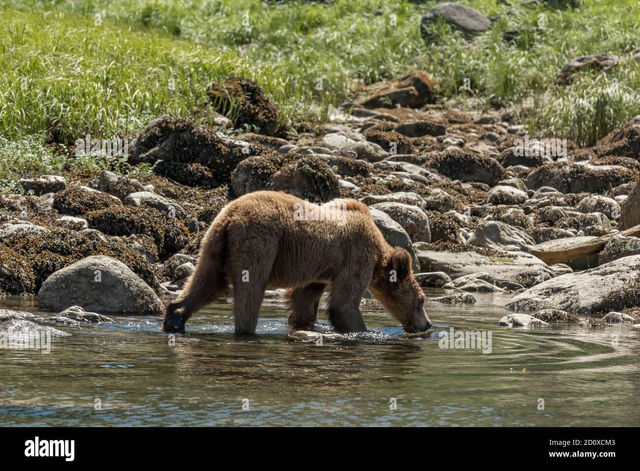 Grizzly cub with nose to the water, walking by rockweed at low tide, Khutzeymateen Inlet, BC Stock Photo