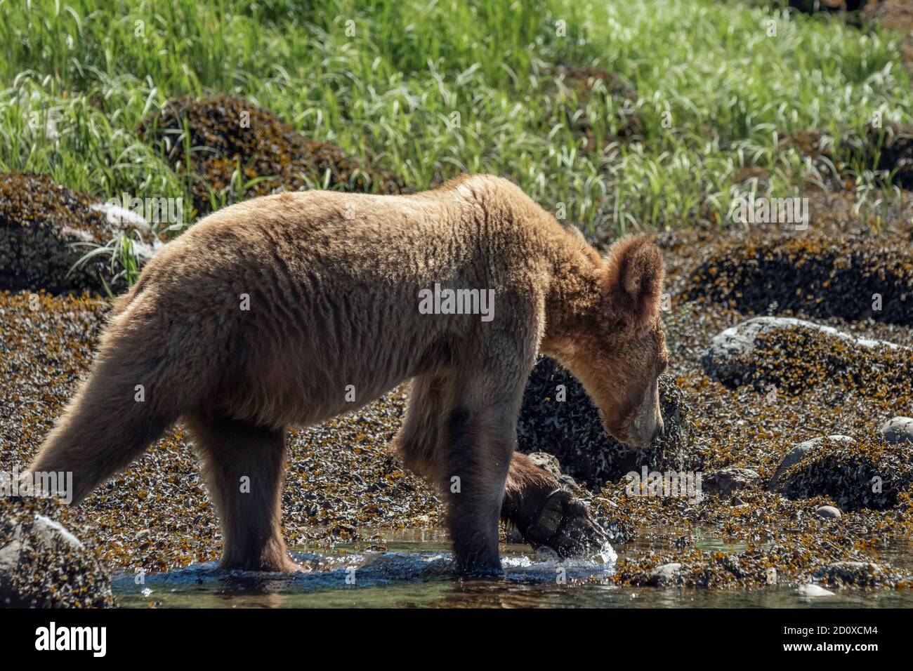 Grizzly cub walking in the water by rockweed at low tide, Khutzeymateen Inlet, BC Stock Photo