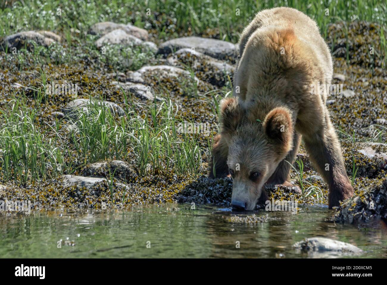 Grizzly cub drinking water from the estuary, Khutzxeymateen, BC Stock Photo
