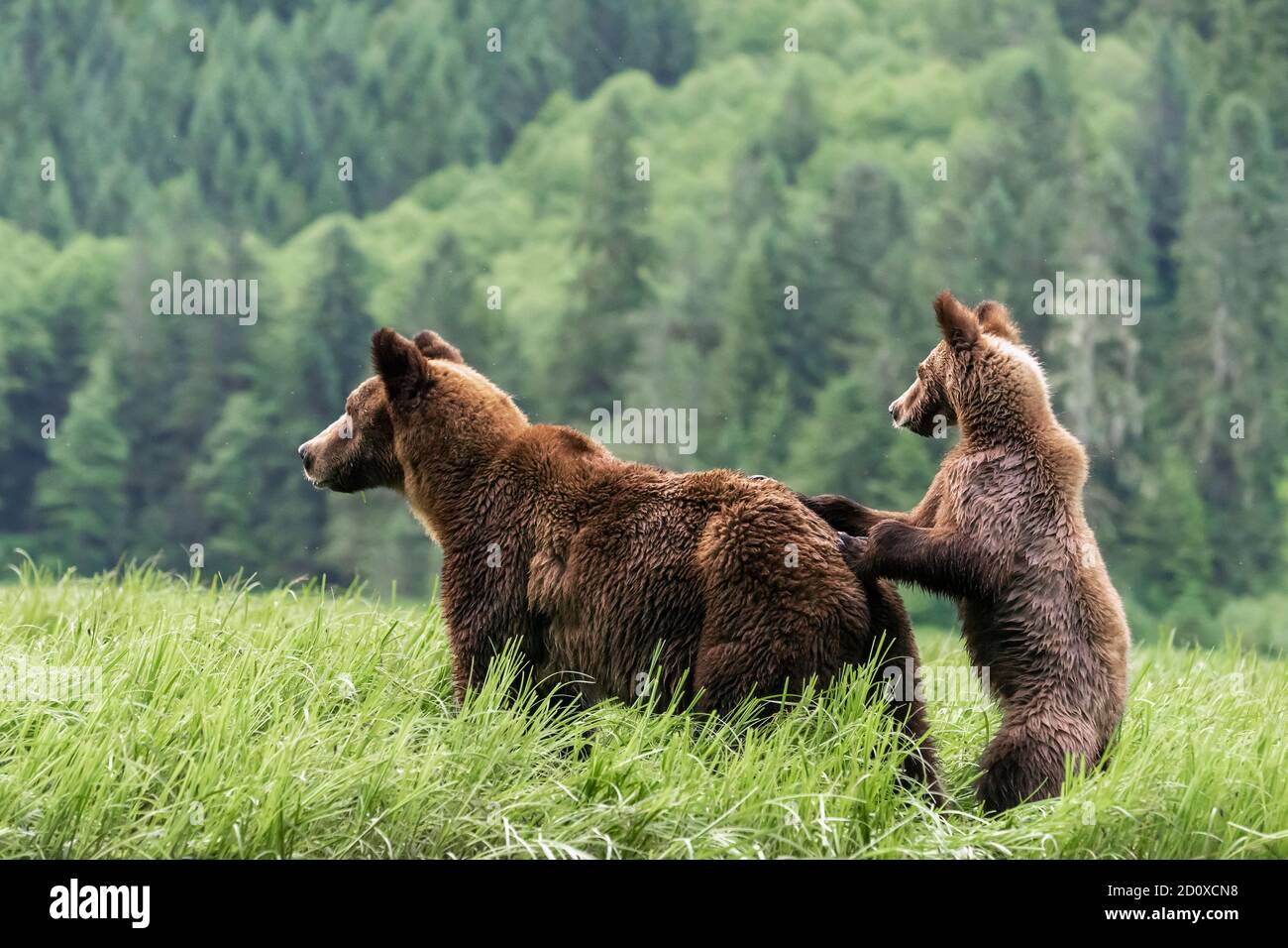Grizzly cub standing against mother's back, both watching for danger, Khutzeymateen, BC Stock Photo
