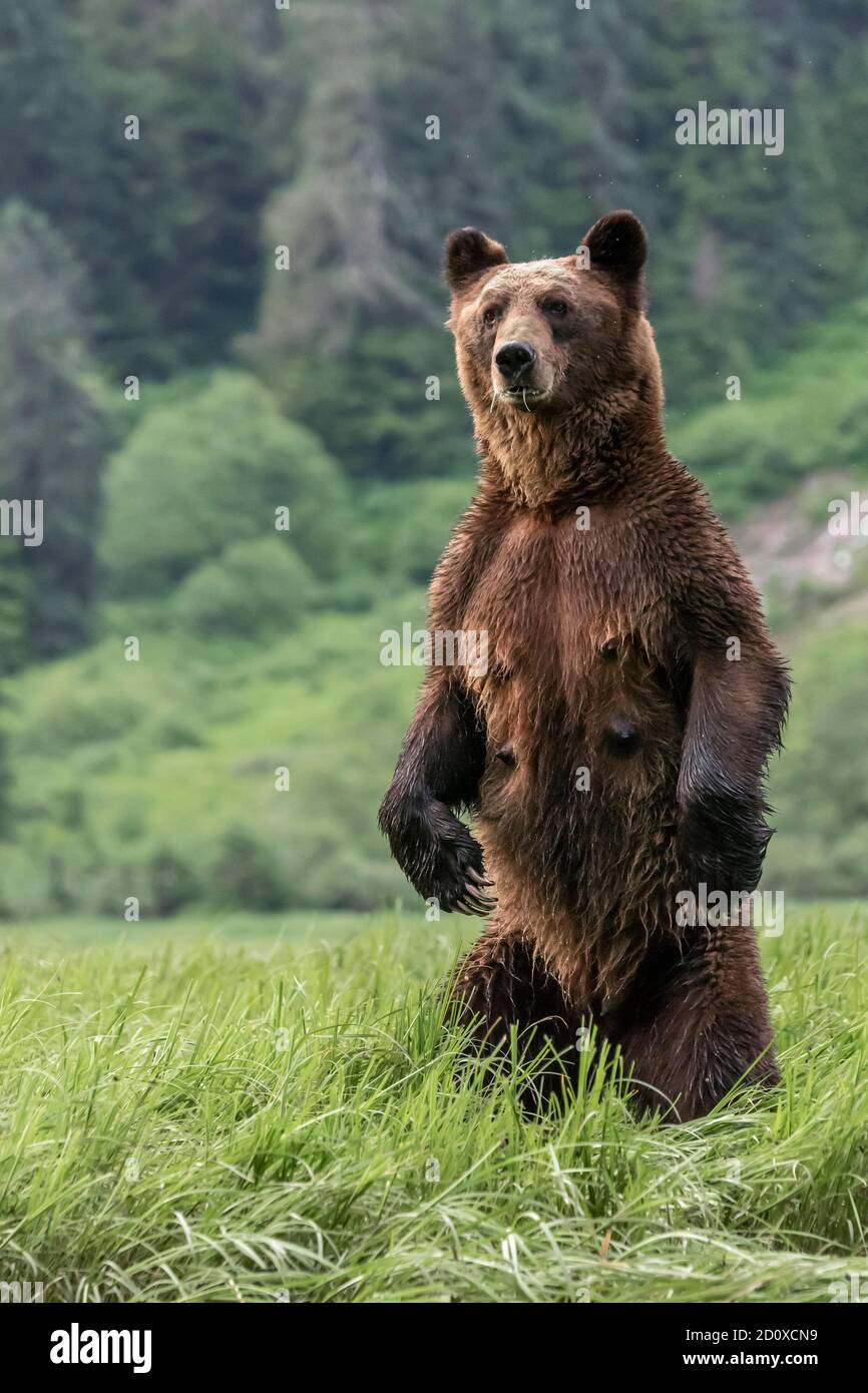 Mother grizzly standing tall in a sedge grass meadow checking for danger, Khutzeymateen, BC Stock Photo