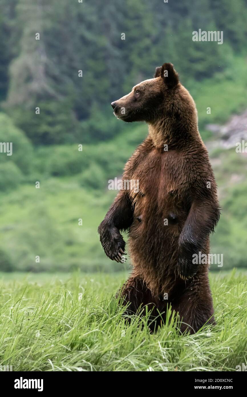 Mother grizzly bear standing on hind legs in a sedge grass meadow checking for danger, Khutzeymateen, BC Stock Photo