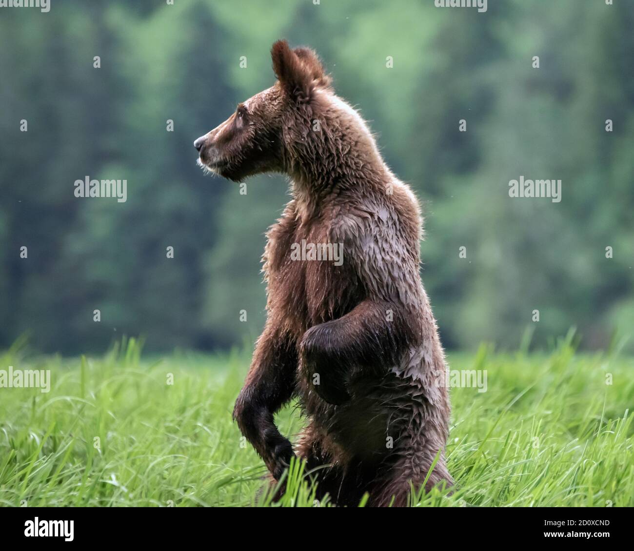 Grizzly cub standing on its hind legs in a sedge grass meadow to look for danger, Khutzeymateen, BC Stock Photo