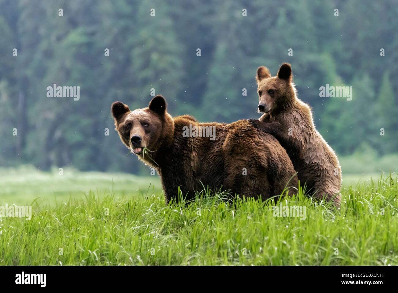 Mother grizzly and cub checking out the photographer, Khutzeymateen Inlet, BC Stock Photo