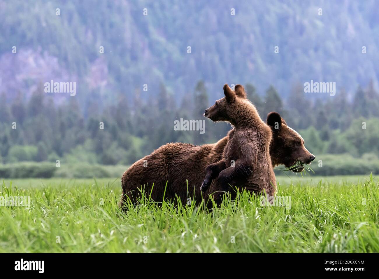 Grizzly cub keeping watch while mother eats sedge grass, Khutzeymateen, BC Stock Photo