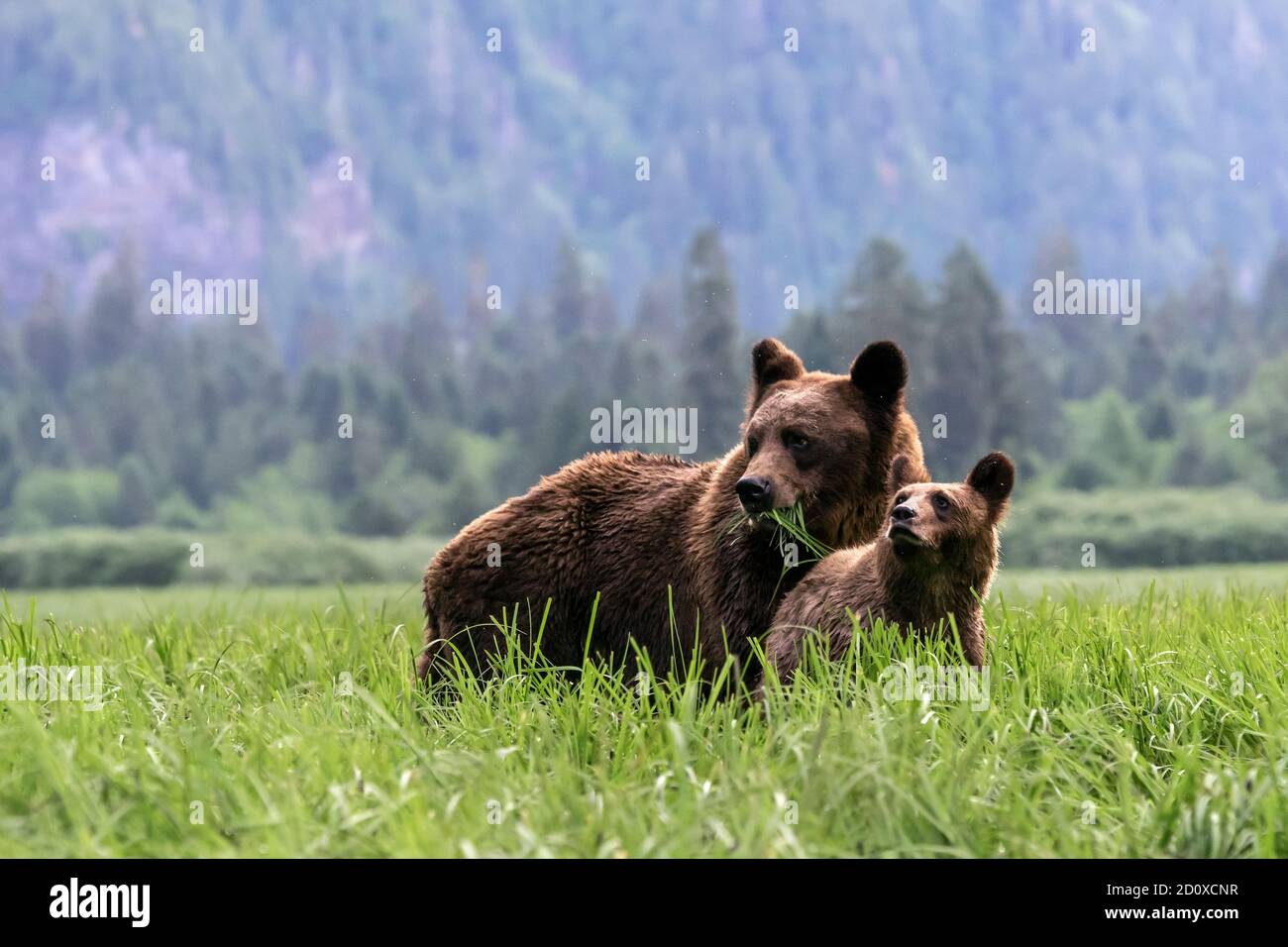 Alert mother and cub in a sedge grass meadow, Khutzeymateen, BC Stock Photo