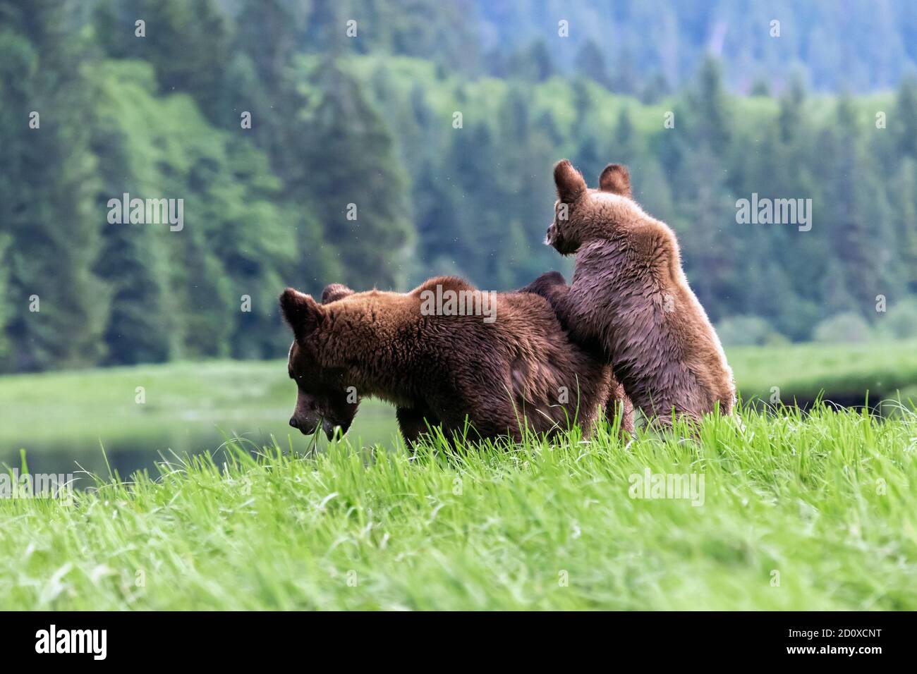 Nervous grizzly cub clinging to mother's back in a sedge grass meadow, Khutzeymateen estuary, BC Stock Photo