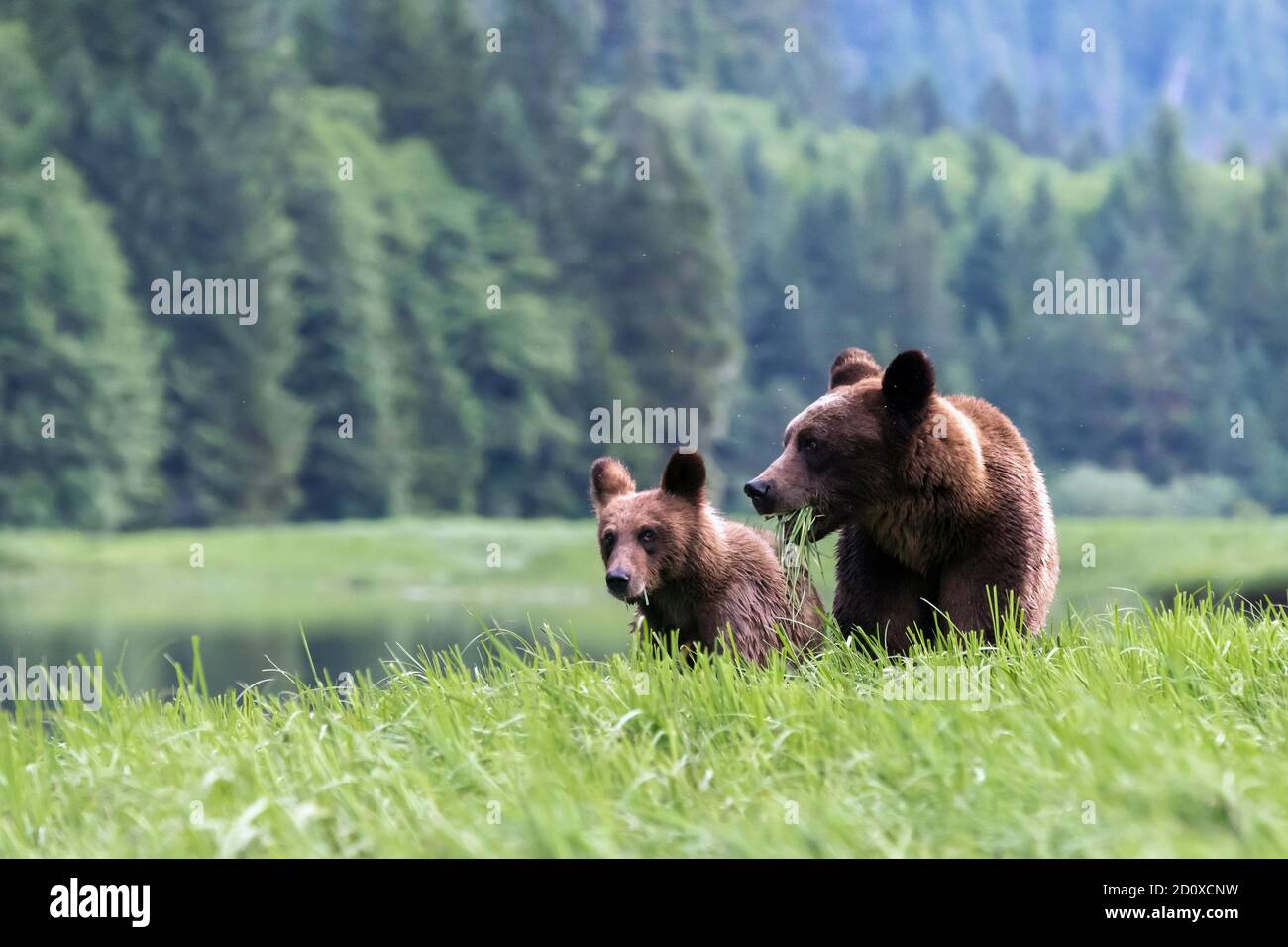 Mother grizzly bear and cub feeding in the sedge grass, Khutzeymateen estuary, British Columbia. Stock Photo