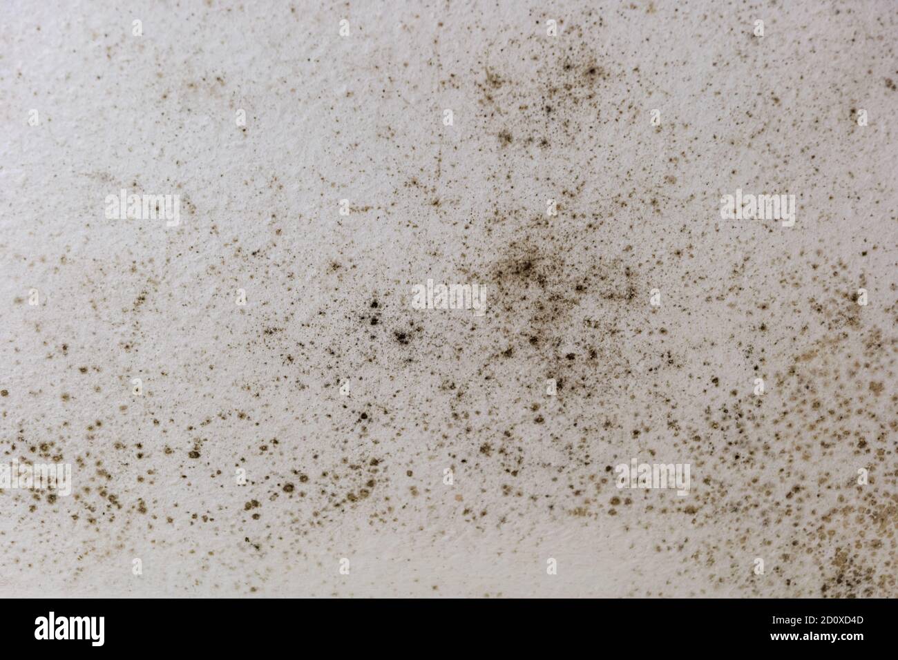 Spot of mold, mould, mildew or fungas on the white plaster surface of ceiling inside room Stock