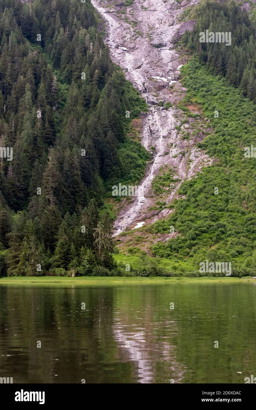 Avalanche slope, waterfall, forest and spring sedge grass, Khutzeymateen estuary, BC Stock Photo