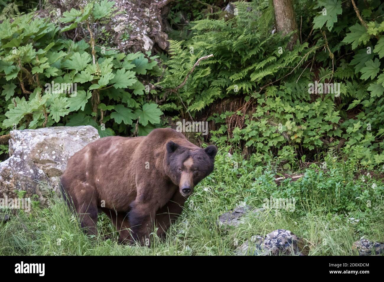 Scarred old dark-coloured grizzly by the edge of the forest, Khutzeymateen, BC Stock Photo