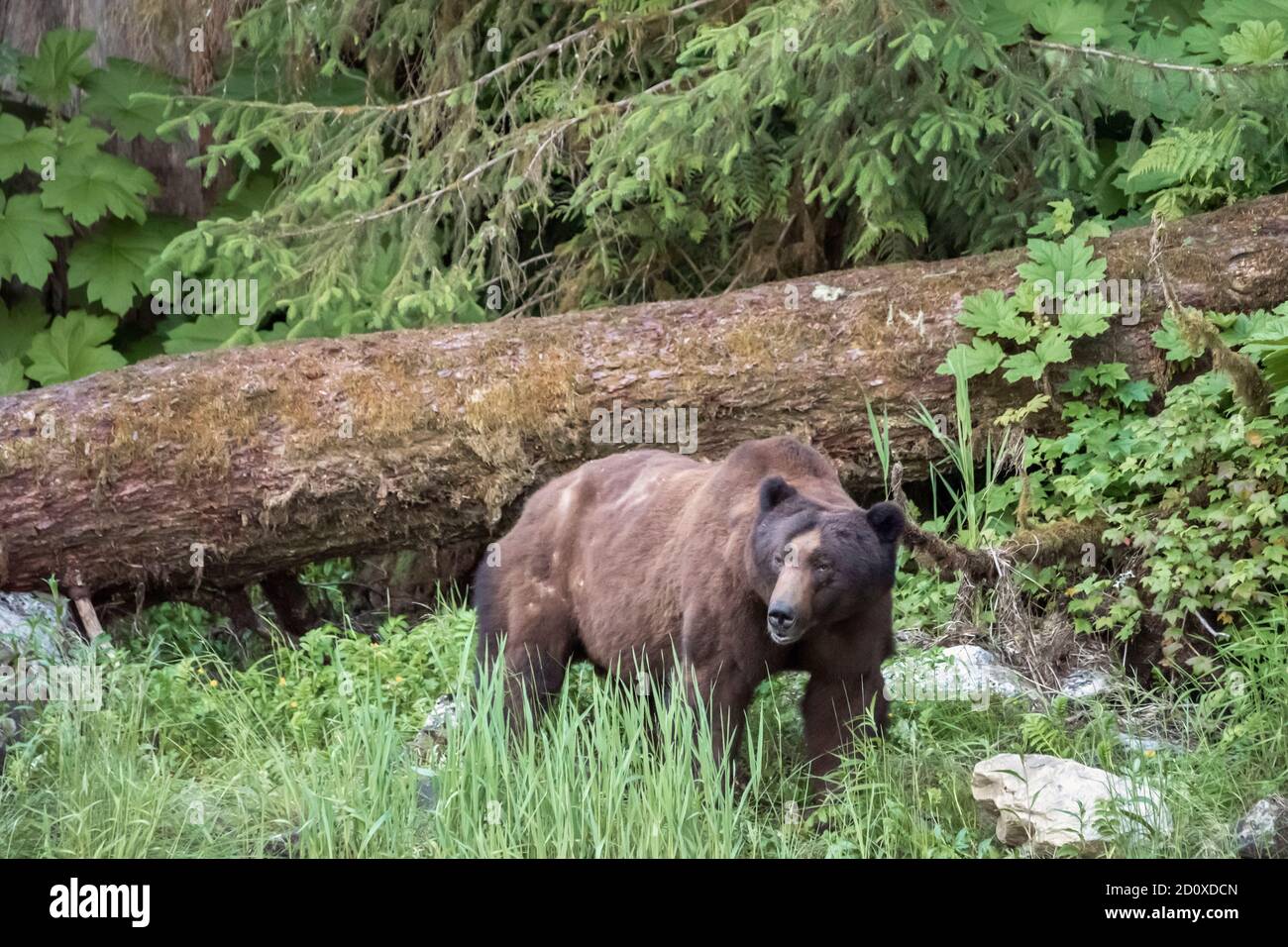 Large, dark old grizzly bear by a deadfall tree at the forest edge, Khutzeymateen, BC Stock Photo
