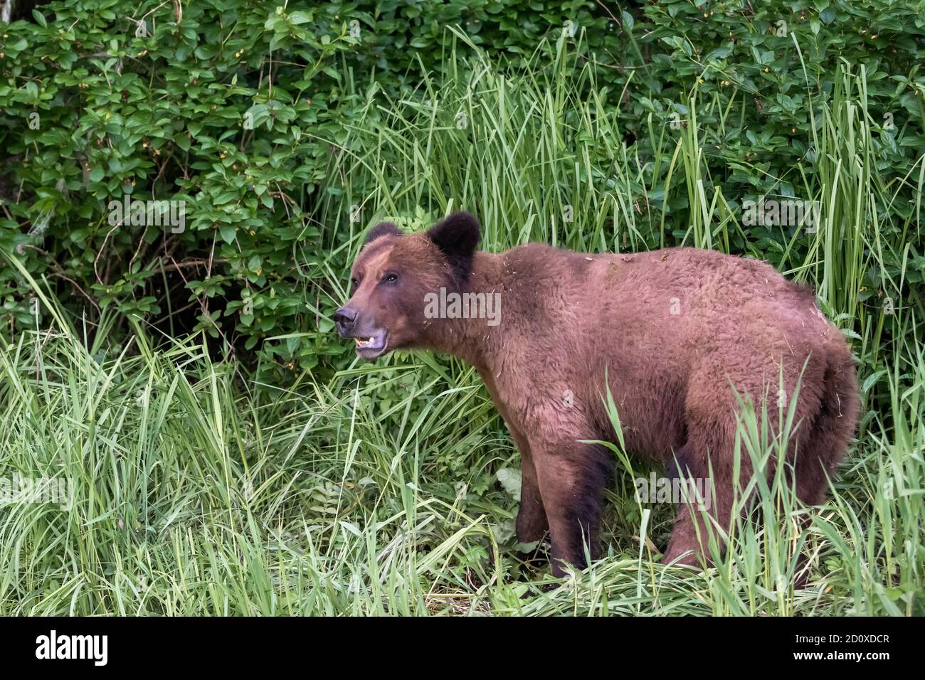 Grizzly bear in tall grass next to the forest, Khutzeymateen, BC Stock Photo