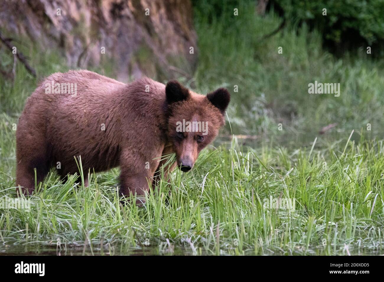 Adult grizzly bear feeding on sedge grass by the shoreline, Khutzeymateen Inlet, BC Stock Photo