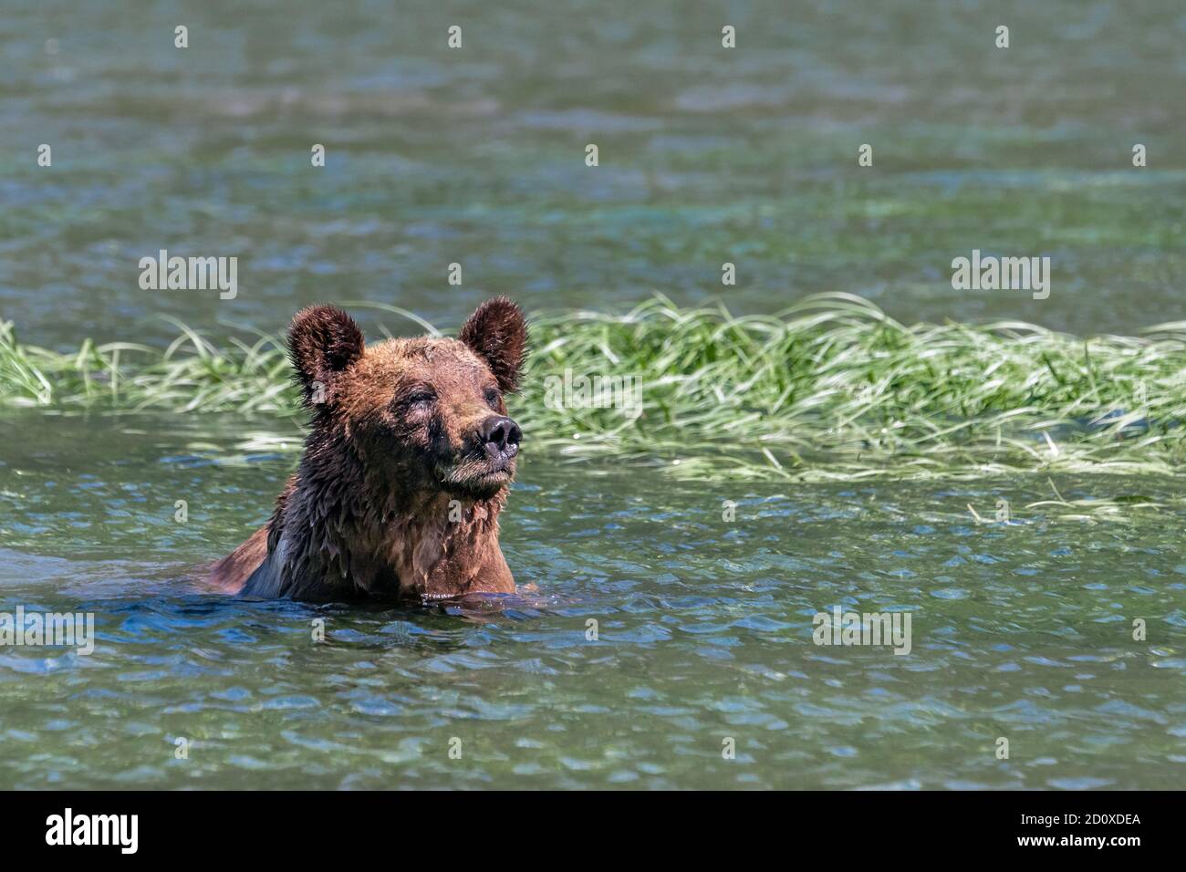 Grizzly bear in the water at high tide near some sedge grass, Khutzeymateen, BC Stock Photo