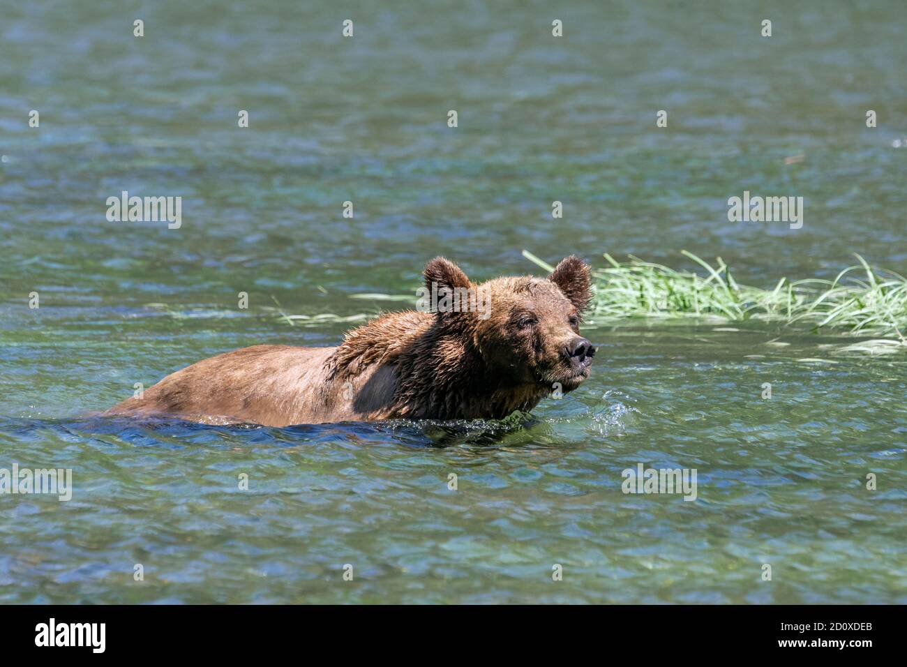 Grizzly bear leaving the water for a patch of sedge grass, Khutzeymateen, BC Stock Photo
