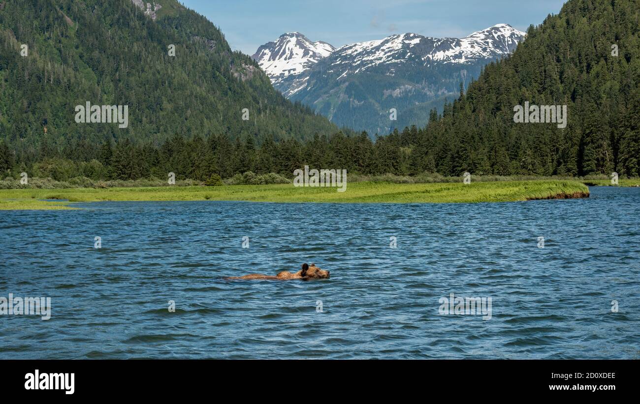 Grizzly bear swimming between patches of sedge grass on a rising tide, Khutzeymateen, BC Stock Photo