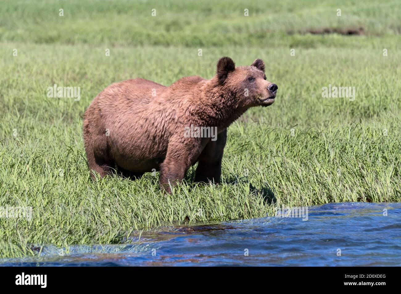 Grizzly bear at the water's edge, Khutzeymateen estuary, BC Stock Photo
