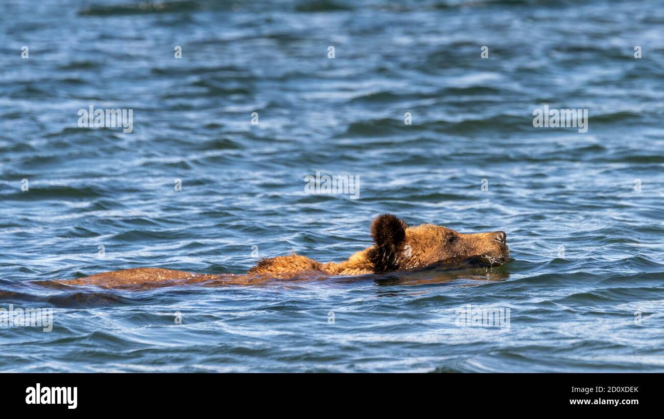 Swimming grizzly bear, Khutzeymateen Inlet, BC Stock Photo