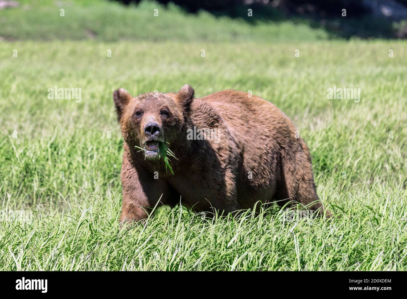 Adult grizzly bear feeding in a sedge grass meadow, Khutzeymateen, BC Stock Photo
