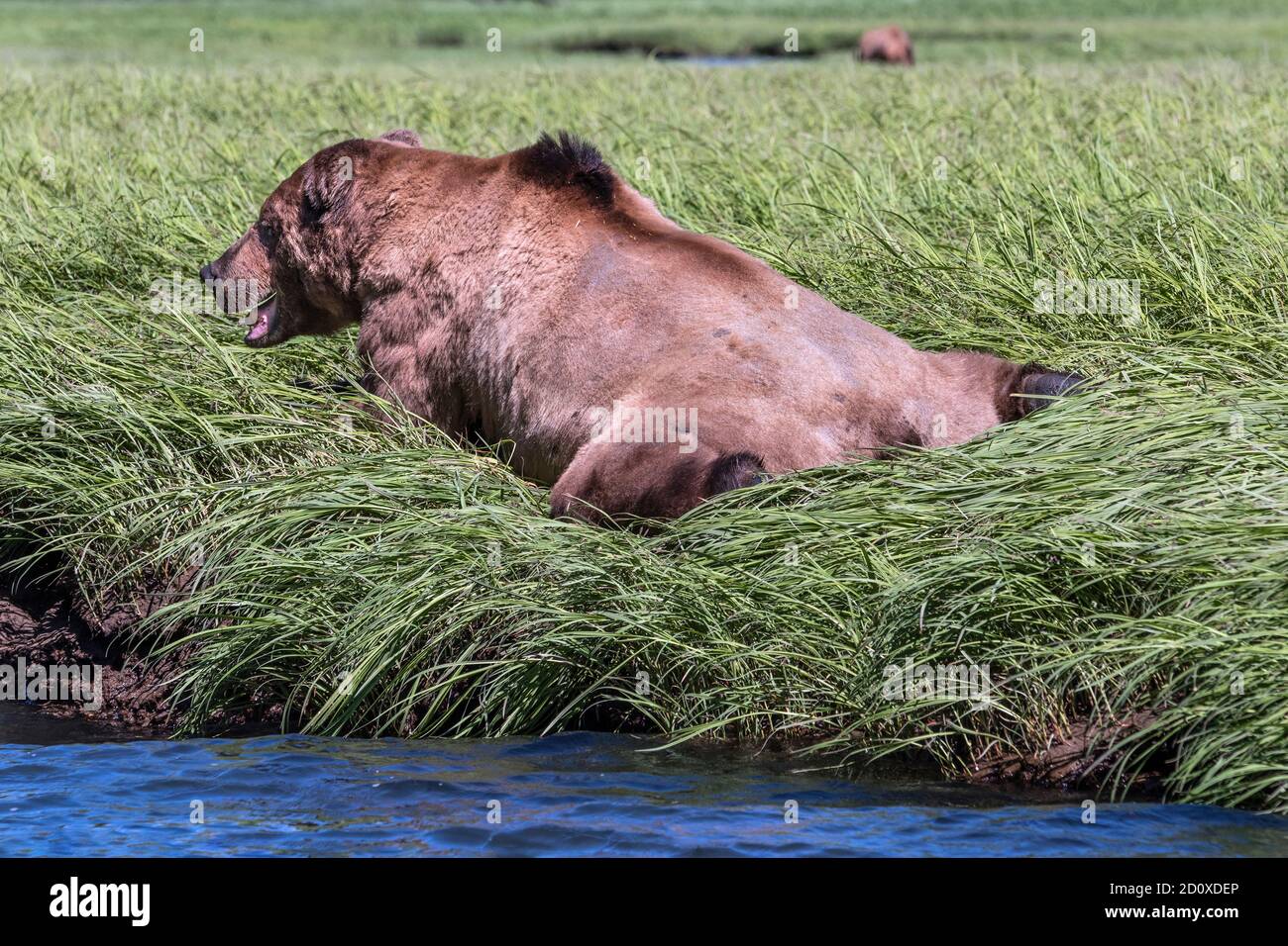Battle-scarred old grizzly resting in the sedge grass, Khutzeymateen Inlet, BC Stock Photo