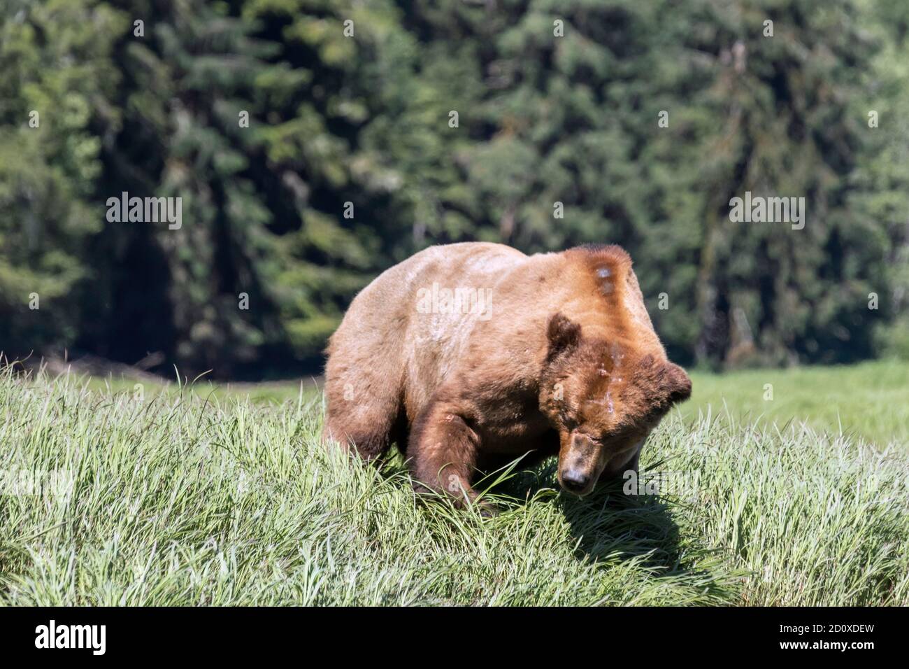 Scarred up big old male grizzly feeding in sedge grass. Khutzeymateen Inlet, BC Stock Photo