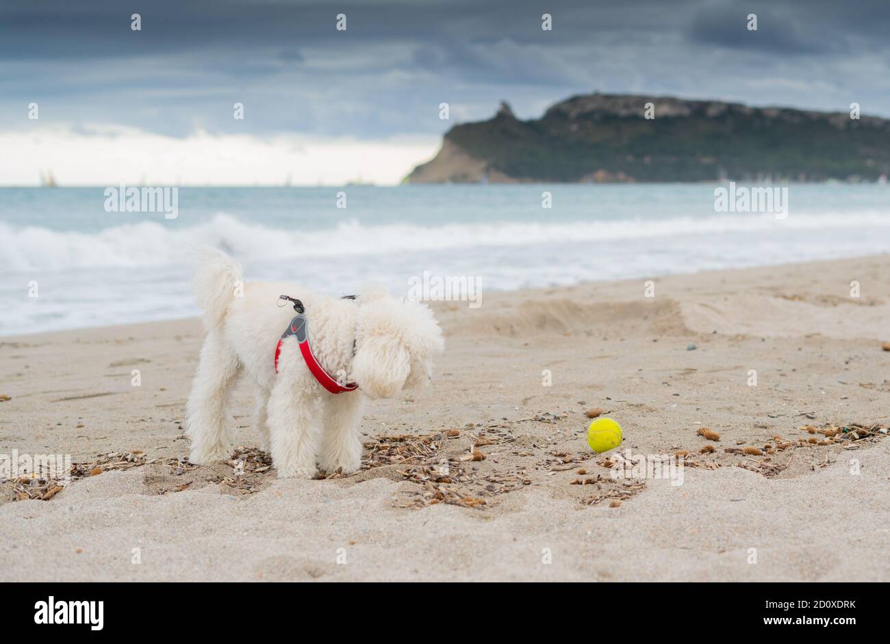 poodle dog playing at the beach with the yellow ball Stock Photo - Alamy