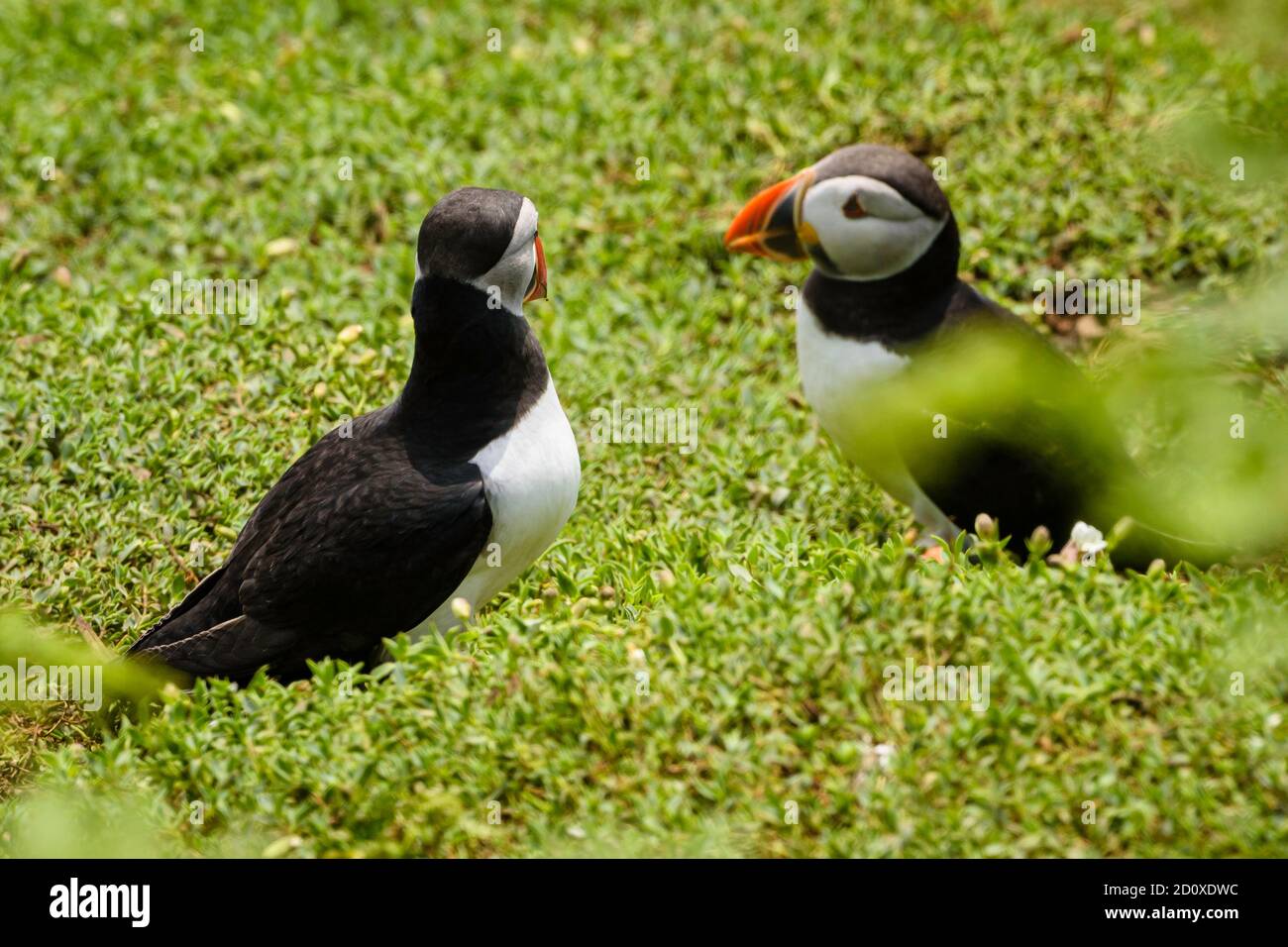 Skomer Island Puffins nesting and interacting with their mates on Skomer Island, Pembrokeshire, the largest puffin colony in the south of the UK. Stock Photo