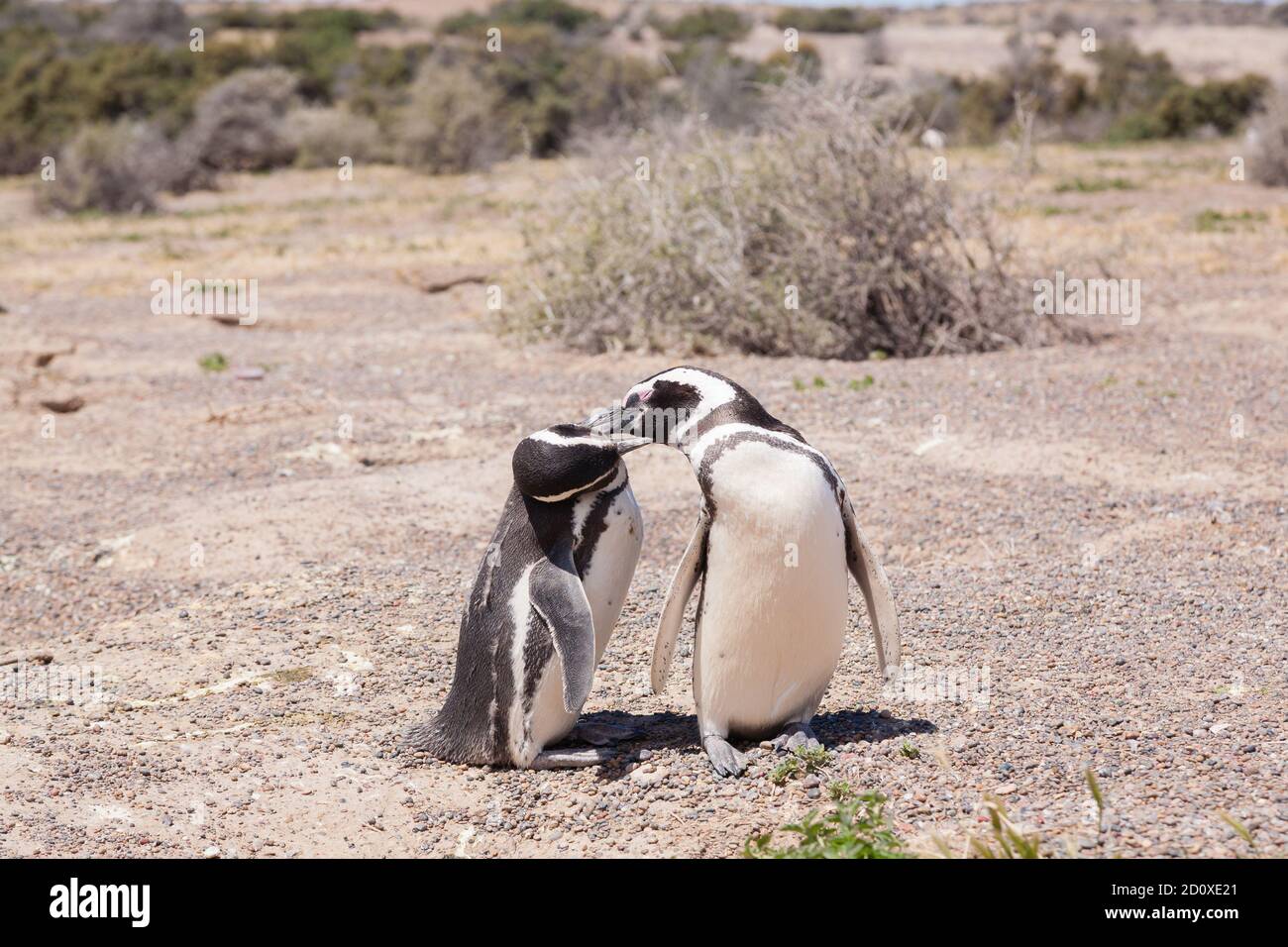 Magellanic penguin close up. Punta Tombo penguin colony, Patagonia ...