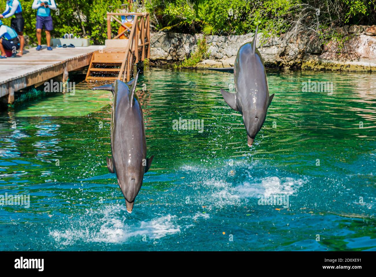 A Couple Of Dolphins Jumping In The Lake Of The Xel Ha Park Along The Riviera Maya Cancun Mexico Stock Photo Alamy
