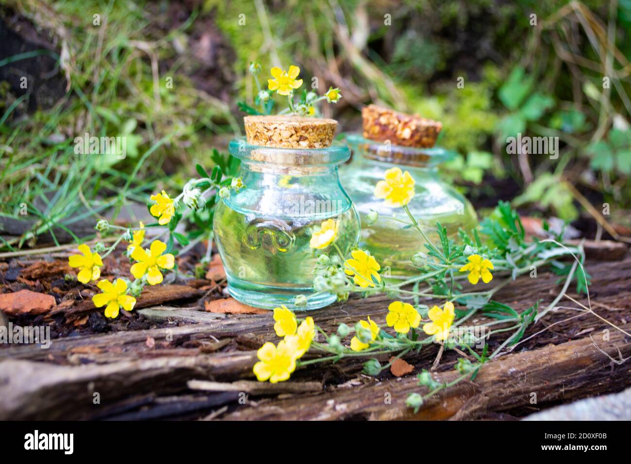 Bottles of healing plants treatment and healthy herbs Ranunculus acris in nature Stock Photo